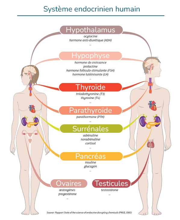 systeme_endocrinien