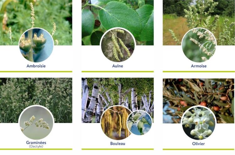 6 espèces allergisantes