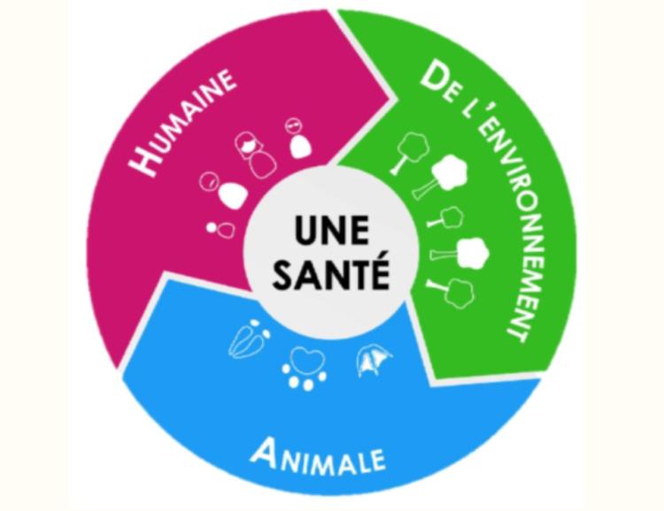 sta2re_one_health_illu