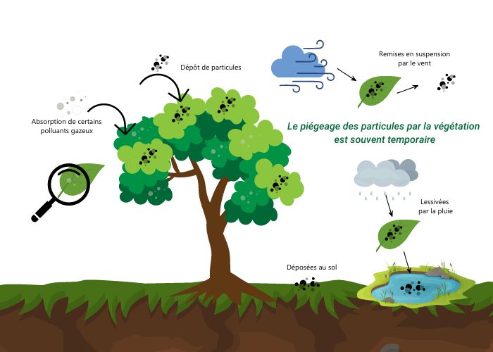 Effet de la pollution sur la végétation